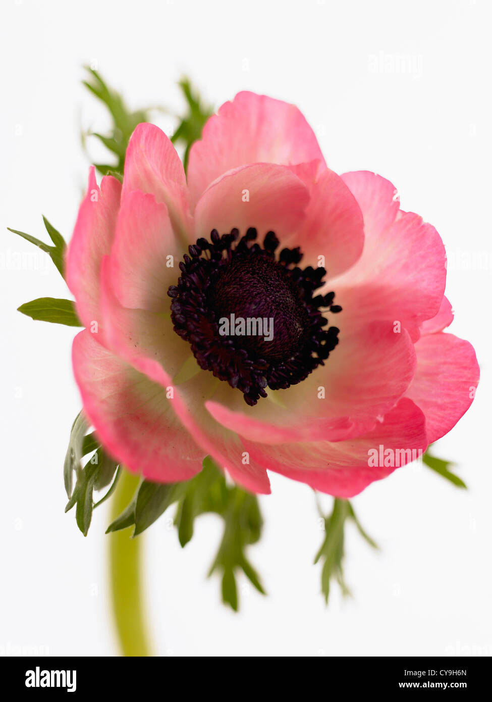 Anemone coronaria, Garden anemone, Single open pink flower on a stem against a white background. Stock Photo