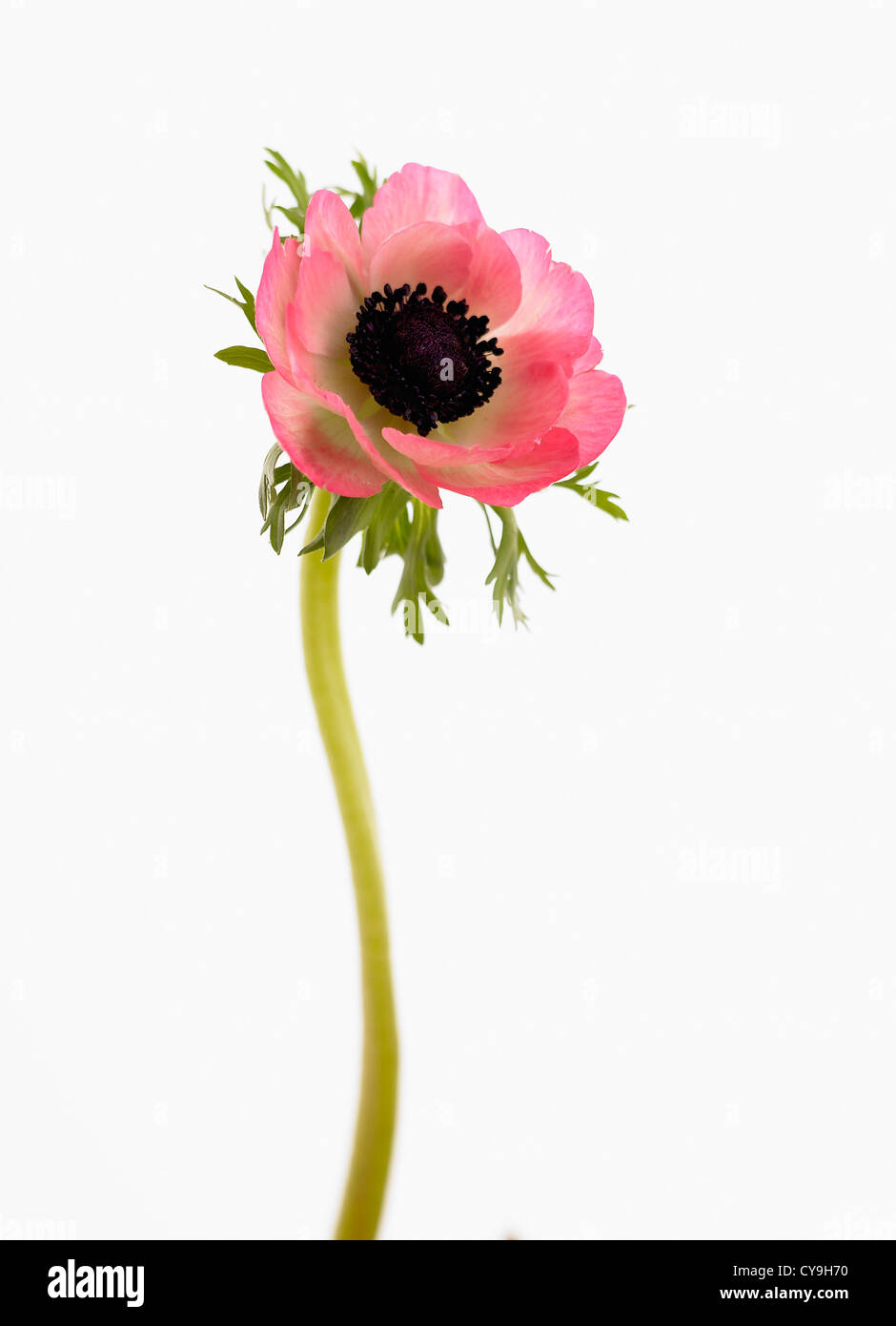 Anemone coronaria, Garden anemone, Single open pink flower on a stem against a white. Stock Photo
