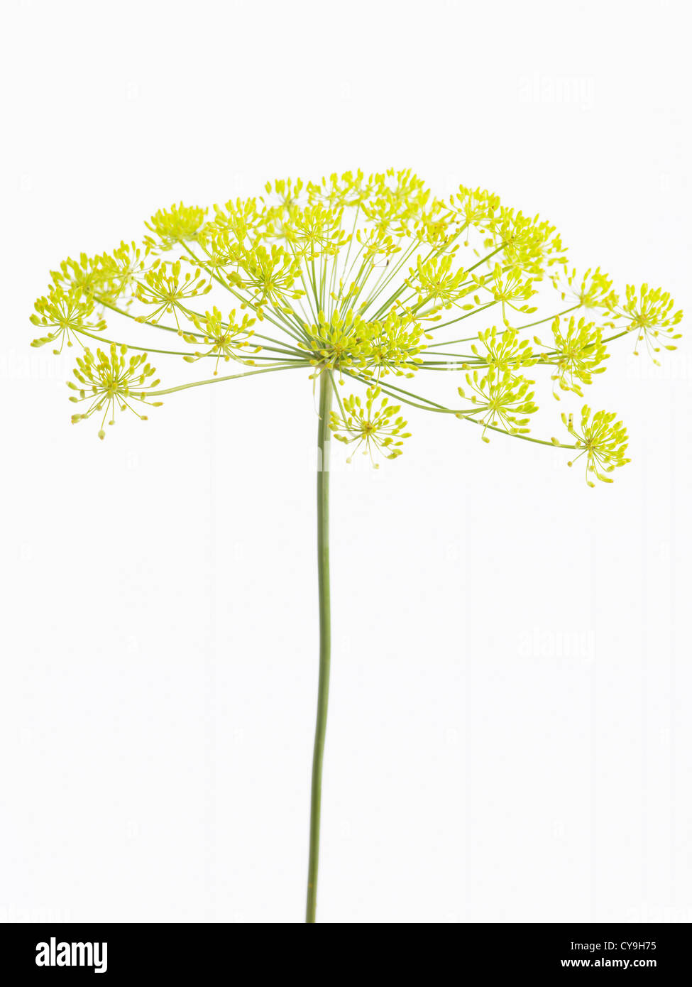 Anethum graveolens, Dill, Yellow flowers in an umbrella shape at the top of a single stem against a white background. Stock Photo