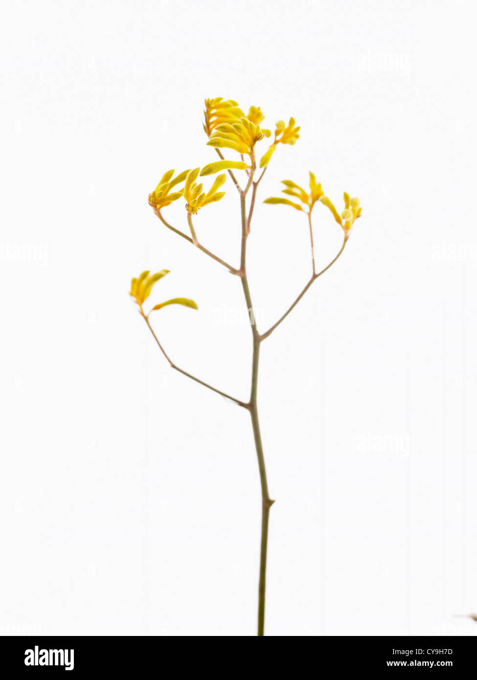 Anigozanthos 'Yellow Gem', Catspaw or kangaroo paw. Unusual yellow flowers on a single stem against a white background. Stock Photo