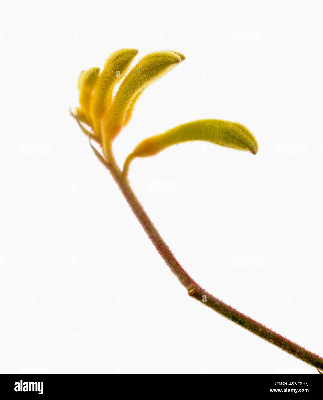 Anigozanthos 'Yellow Gem', Catspaw or kangaroo paw. Unusual yellow flowers on a single stem against a white background. Stock Photo