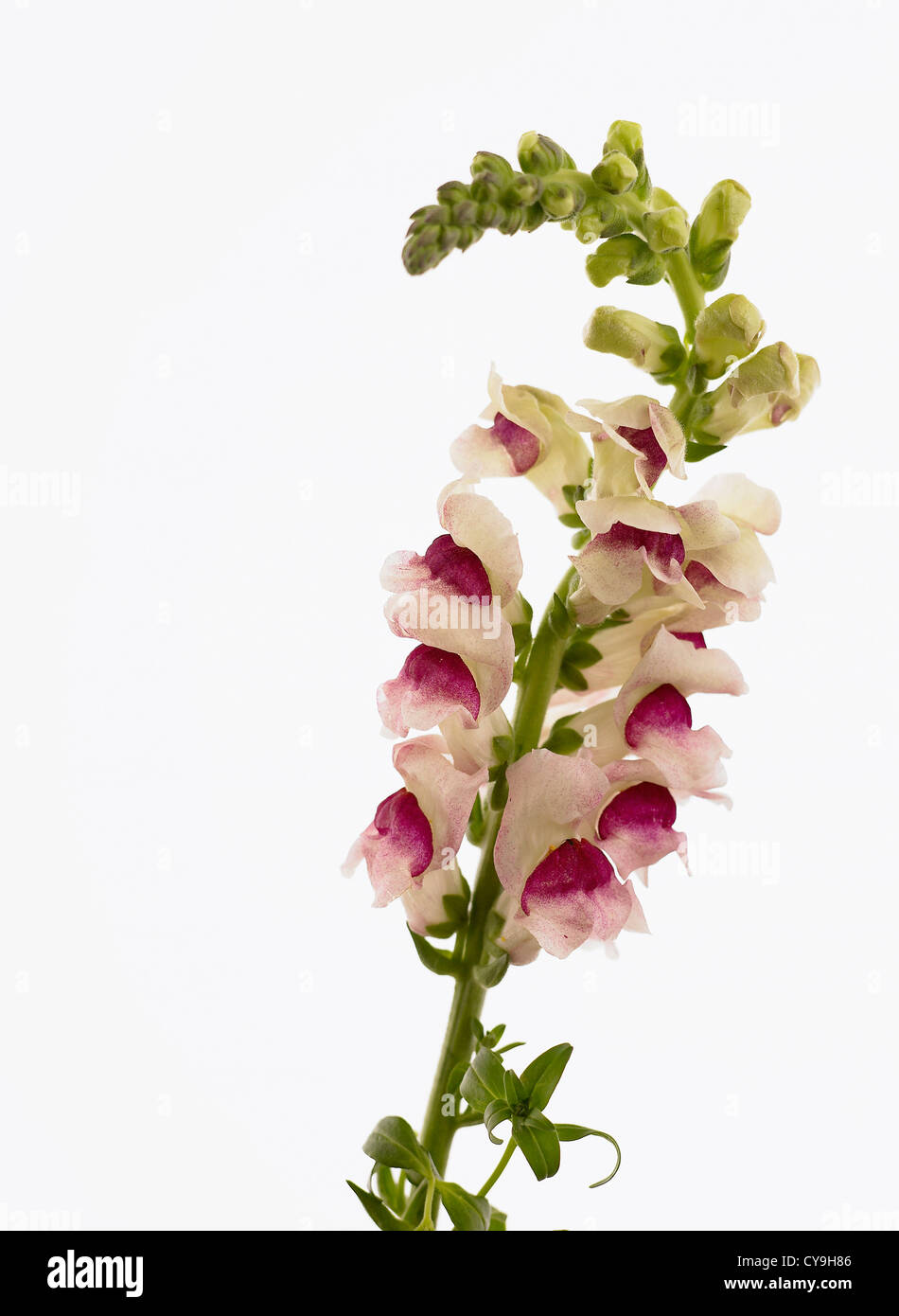 Antirrhinum majus, Snapdragon. Single stem with abundant pink and white flowers against a white background. Stock Photo