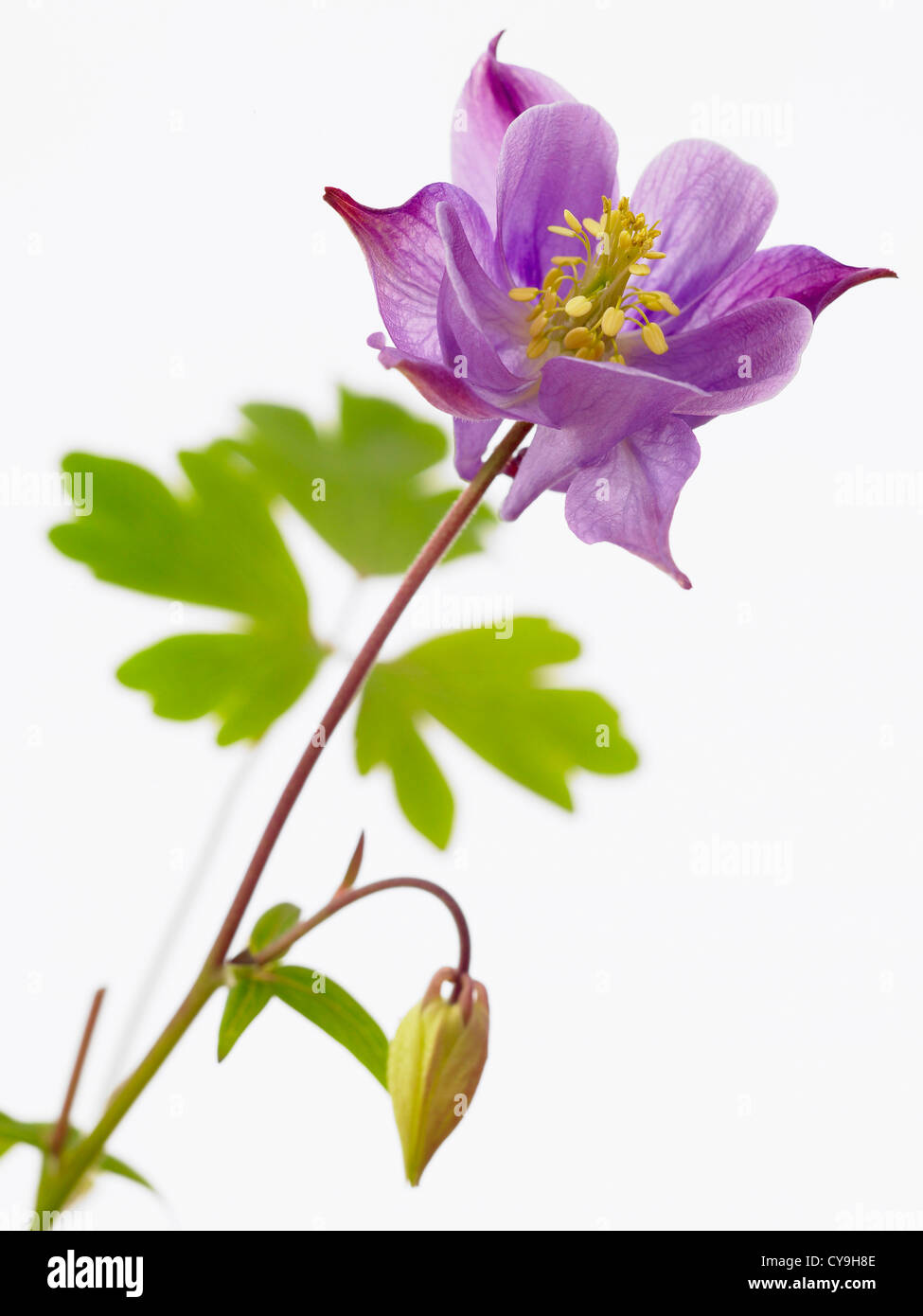 Aquilegia vulgaris, Columbine, Purple flower and bud on a stem against a white background. Stock Photo