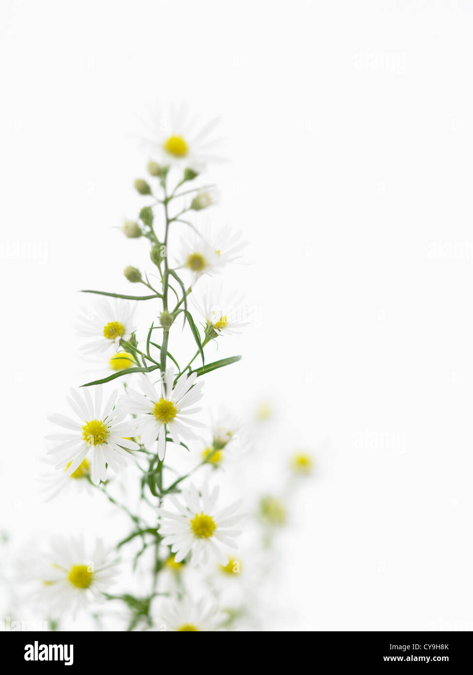 Aster pringlei 'Monte Cassino', White and yellow daisy shaped flowers on a stem in shallow focus against a white background. Stock Photo