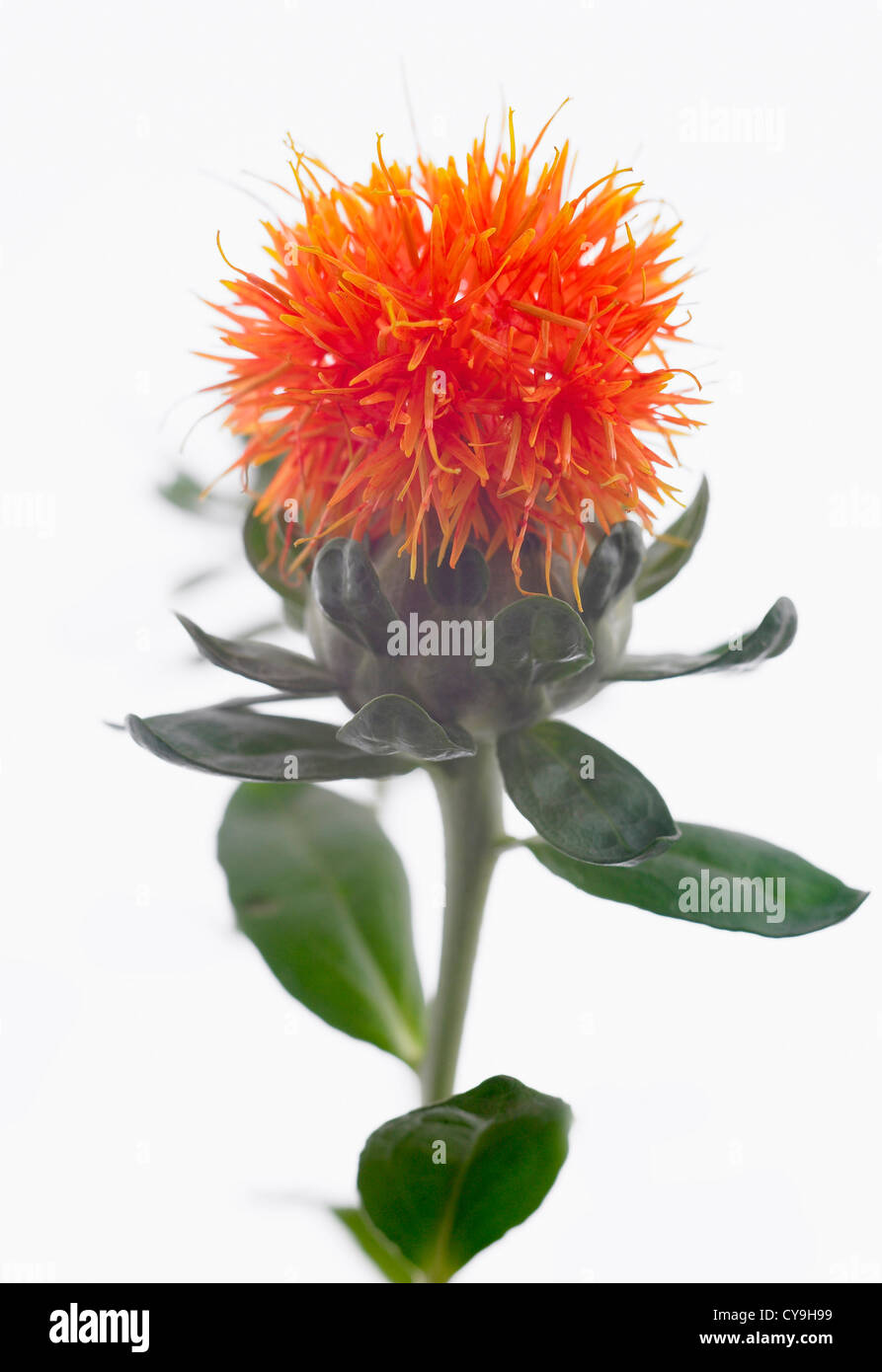 Carthamus tinctorius, Safflower or False saffron. Orange coloured wild flower from Asia on leafy