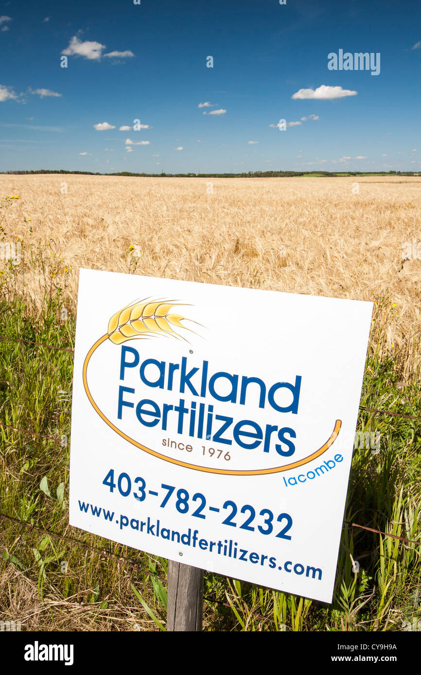 A field of Wheat in Alberta, Canada, near Lacombe, with an advert for the fertilizer used. Stock Photo