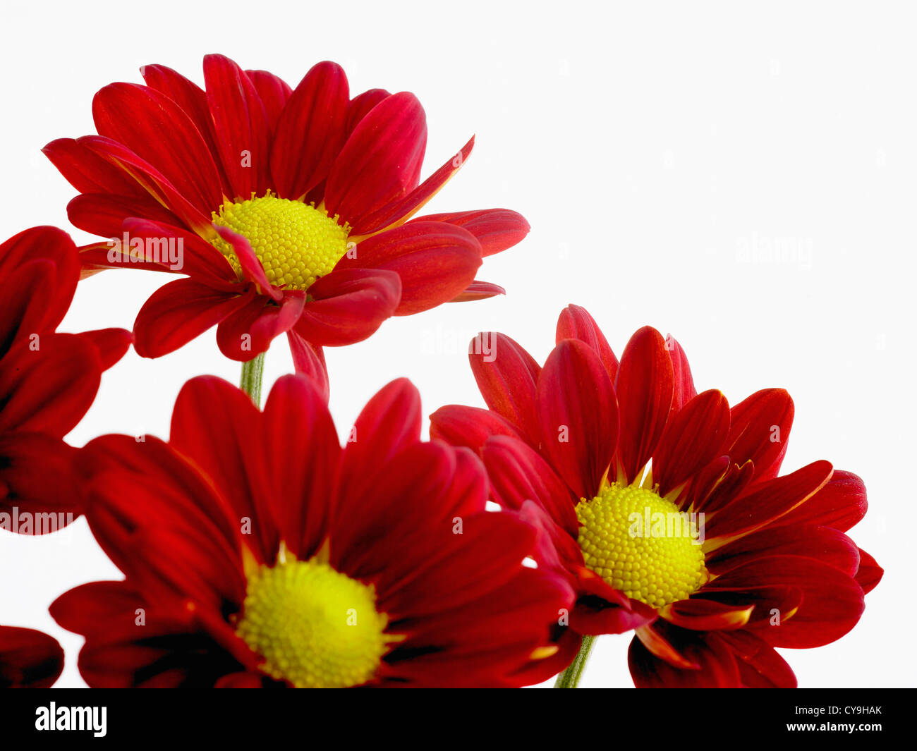 Chrysanthemum indicum hires stock photography and images Alamy