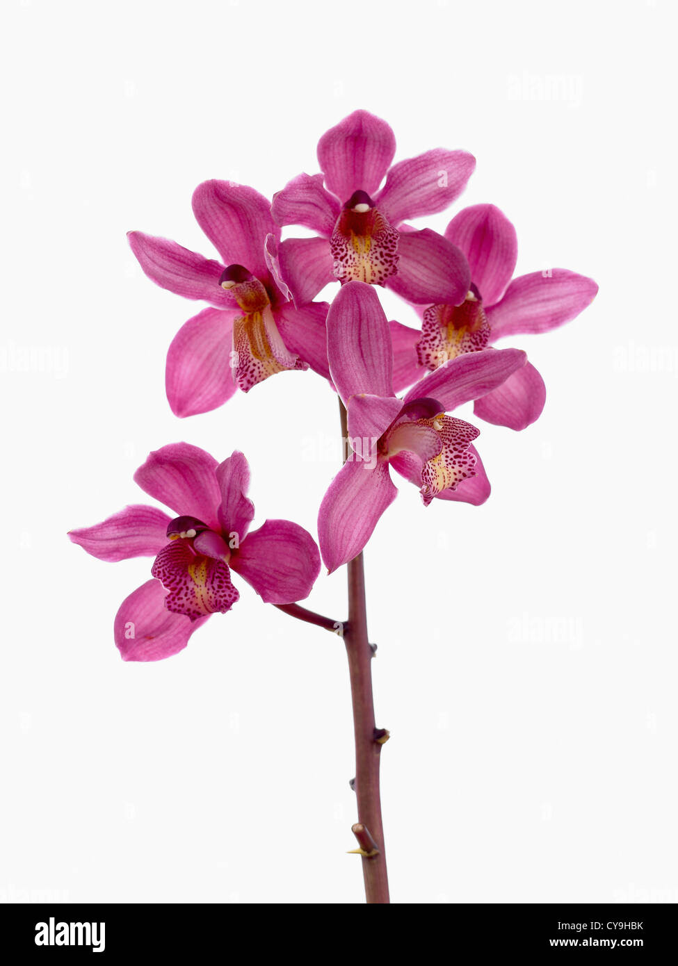 Cymbidium orchid in bloom cymbidium Cut Out Stock Images & Pictures - Alamy