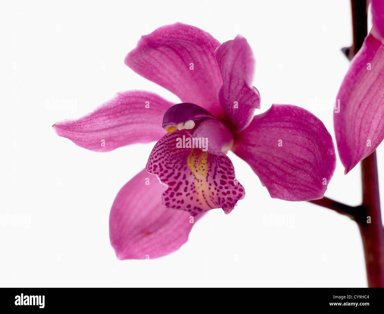 Purple cymbidium hi-res stock photography and images - Alamy