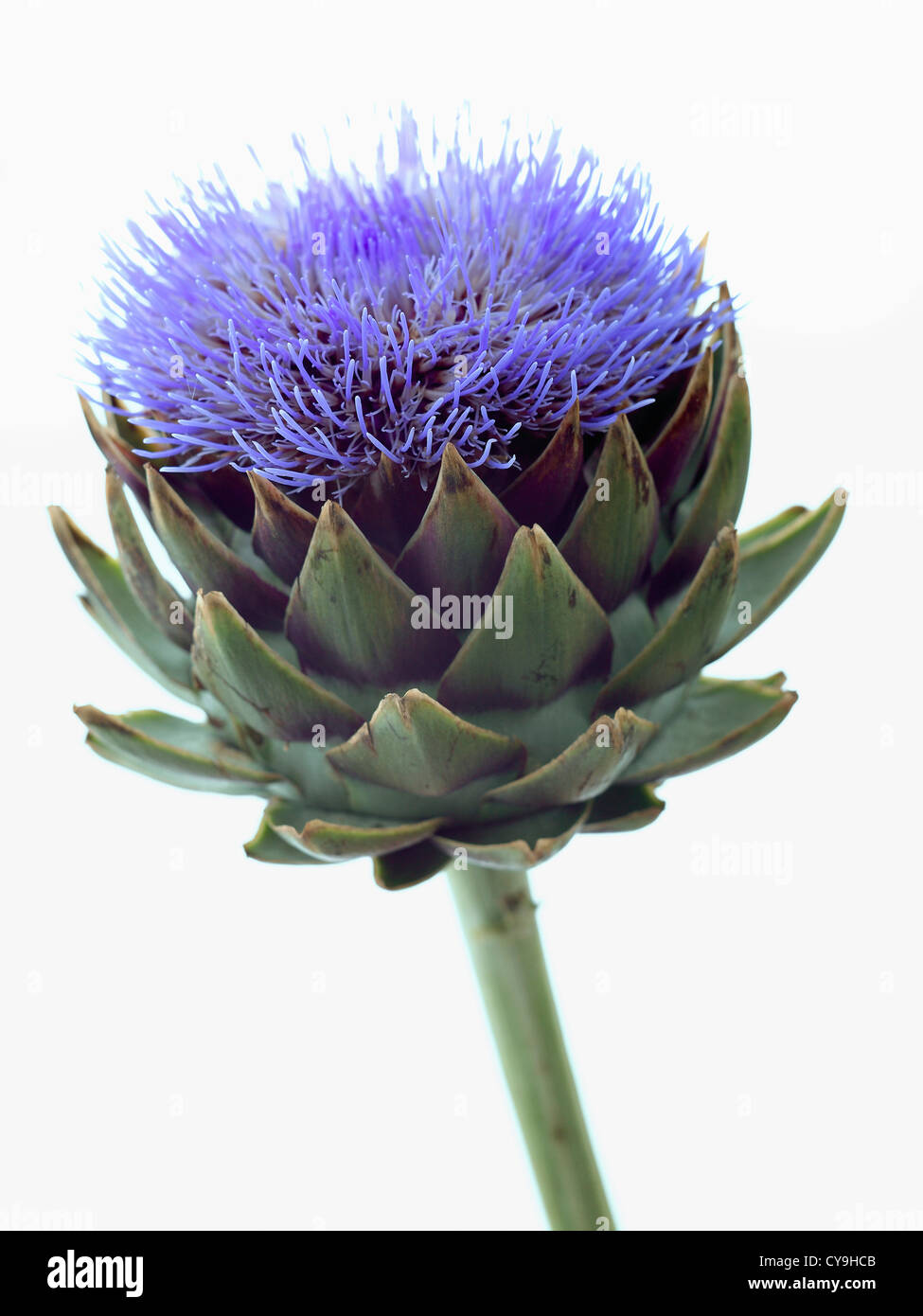 Cynara scolymus, Globe artichoke. Blue flower above the lobed green leaves of this perennial edible thistle. Stock Photo
