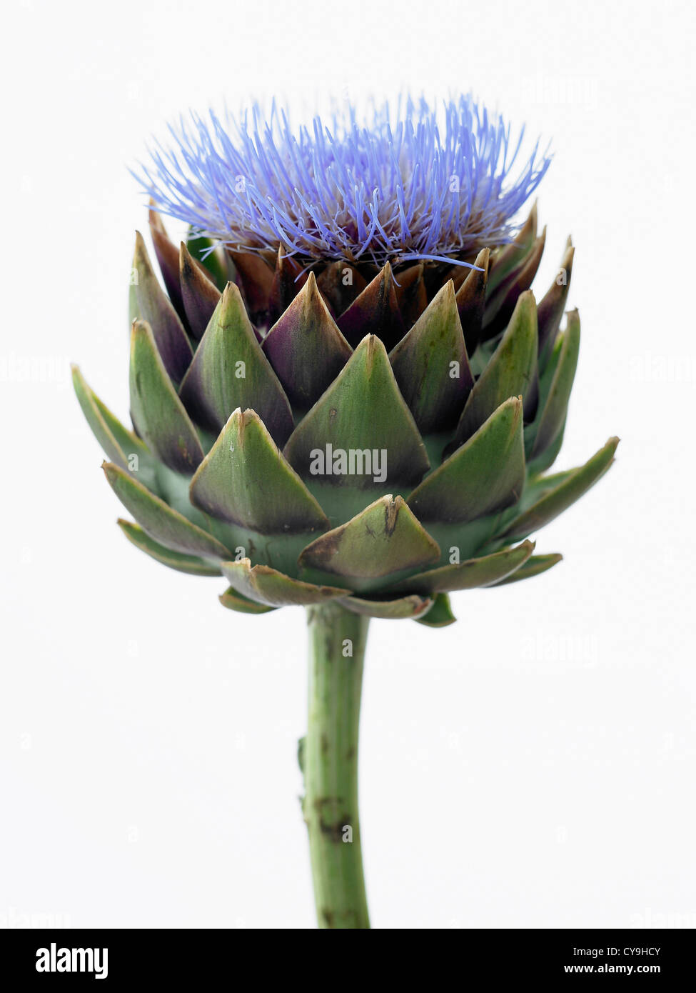 Cynara scolymus, Globe artichoke. Blue flower above the lobed green leaves of this perennial edible thistle. Stock Photo