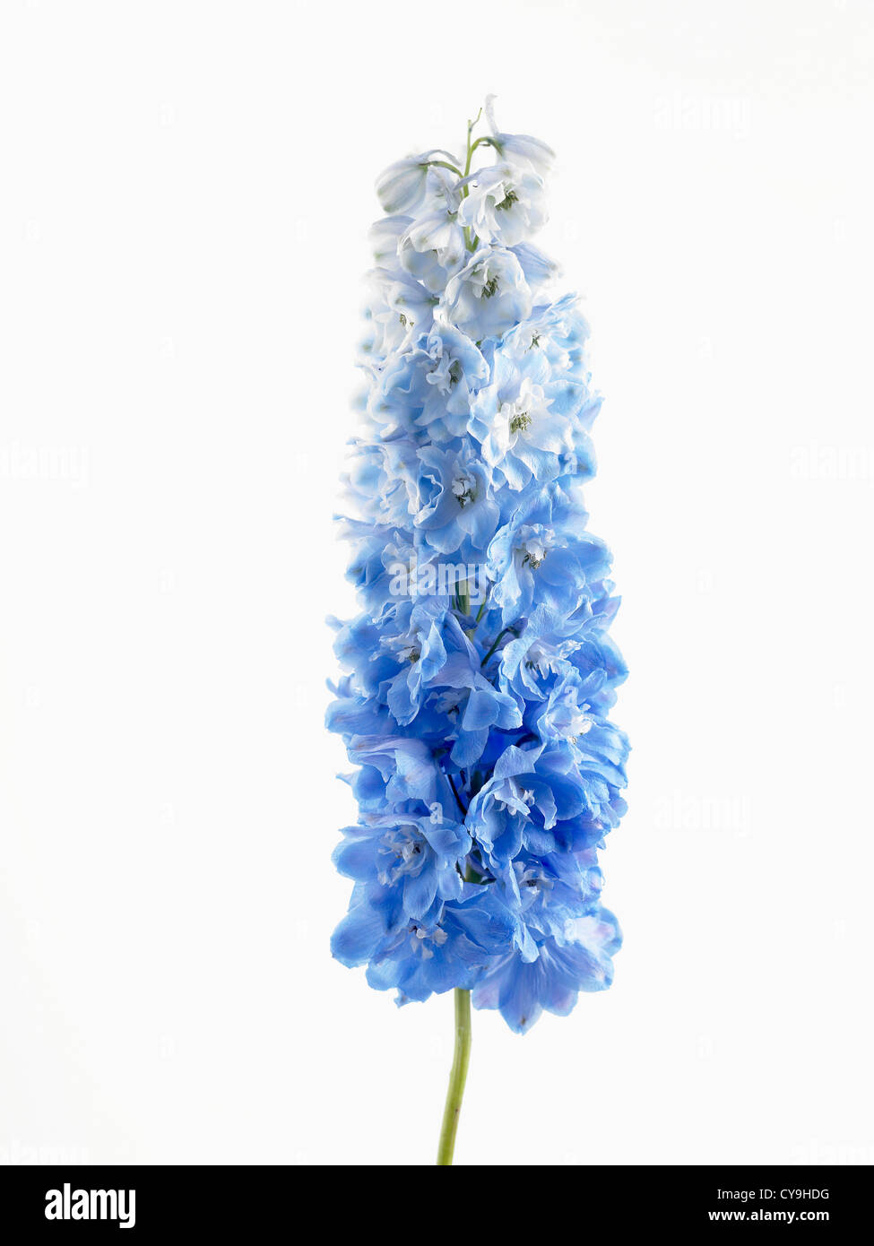 Delphinium 'Dewy Boy', Larkspur. Spire shaped single stem with abundant blue flowers against a white background. Stock Photo