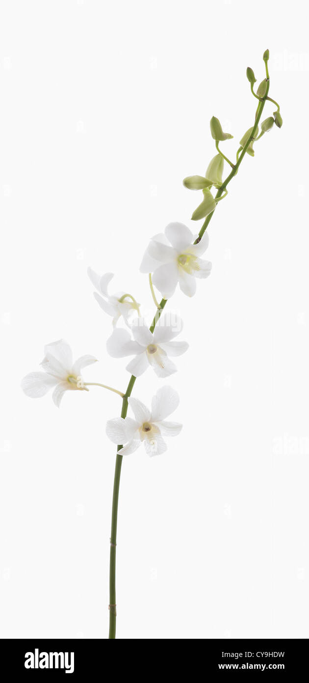 Dendrobium 'Living dreams white', Orchid, White flowers and buds on single stem against a white background. Stock Photo
