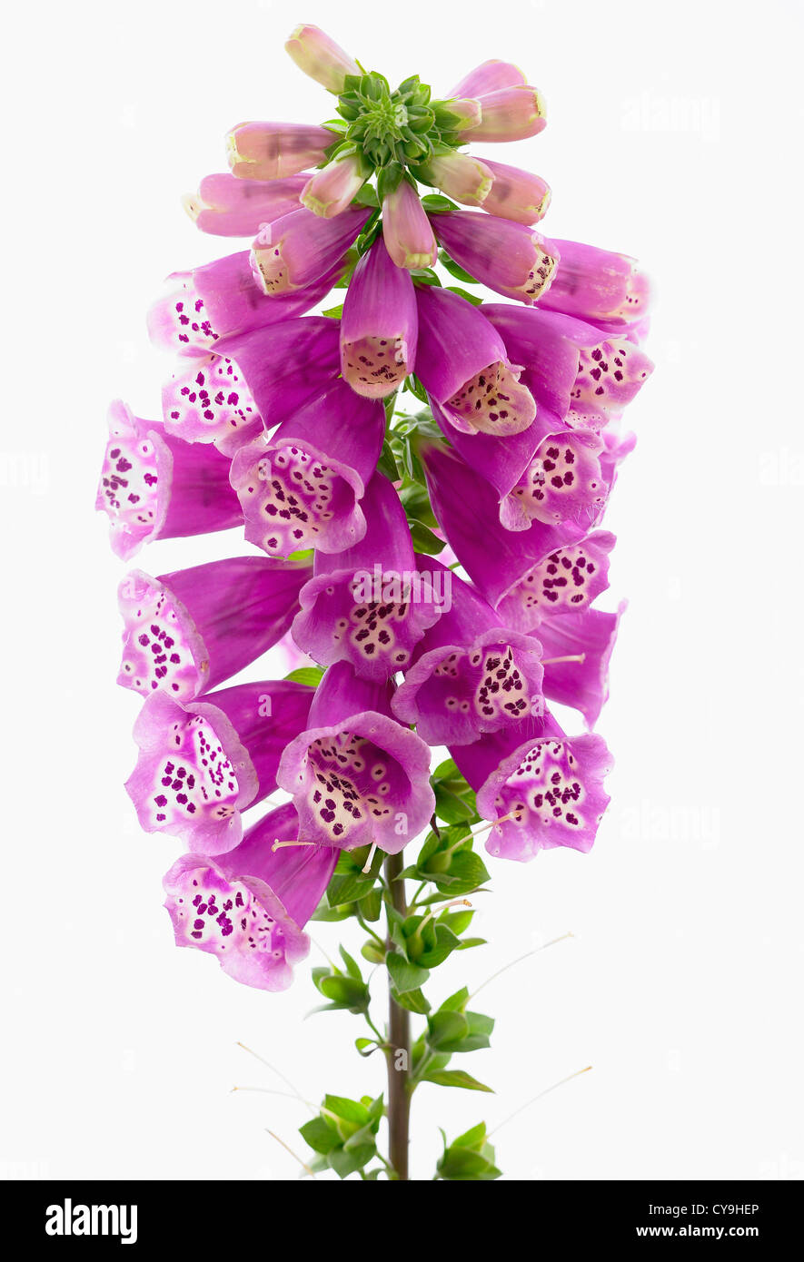 Digitalis purpurea, Foxglove. Purple bell shaped flowers on a single stem of a cottage garden plant against a white background. Stock Photo