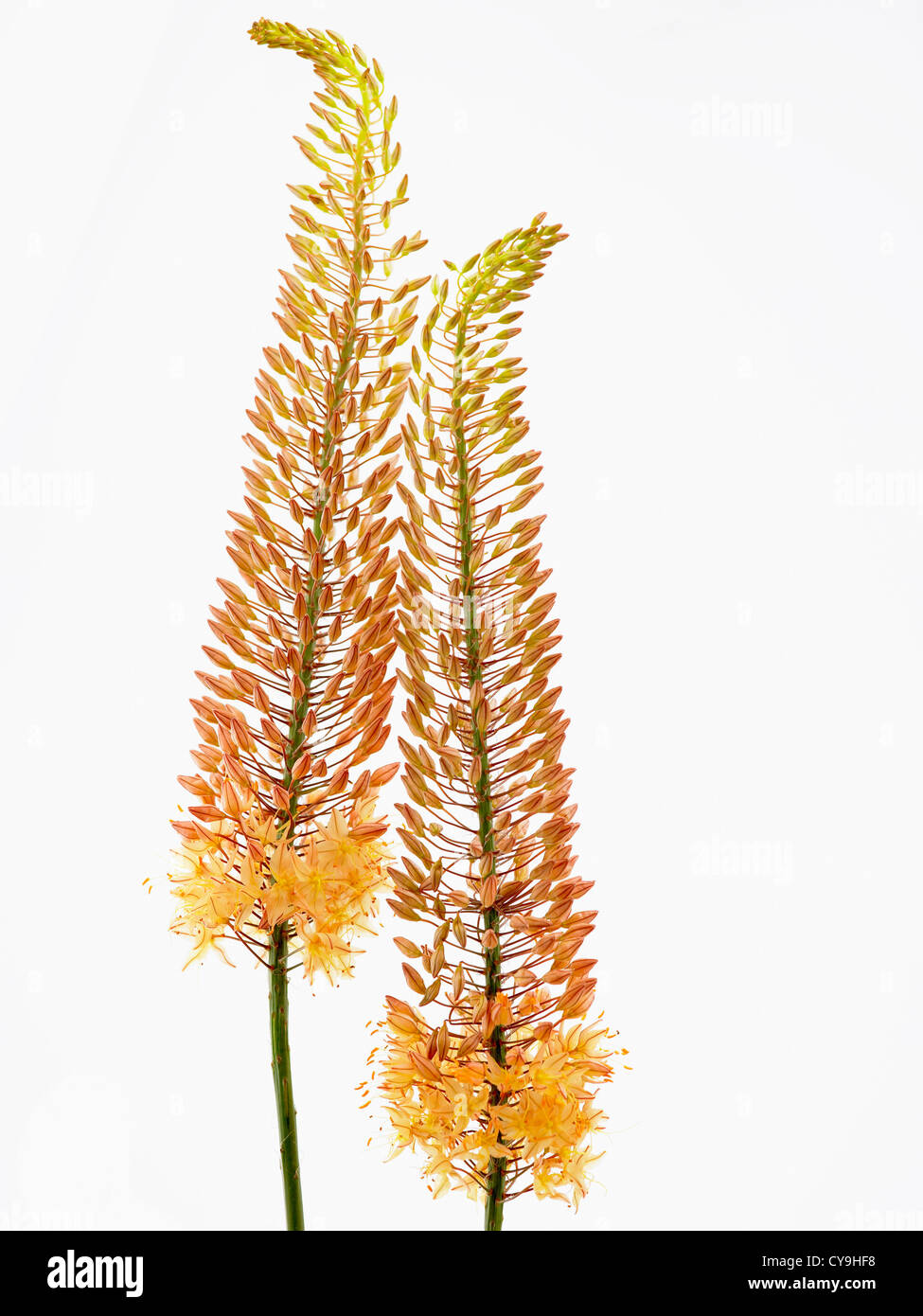 Eremurus stenophyllus, Foxtail lily. Two plume shaped orange coloured flowering stems against a white background Stock Photo