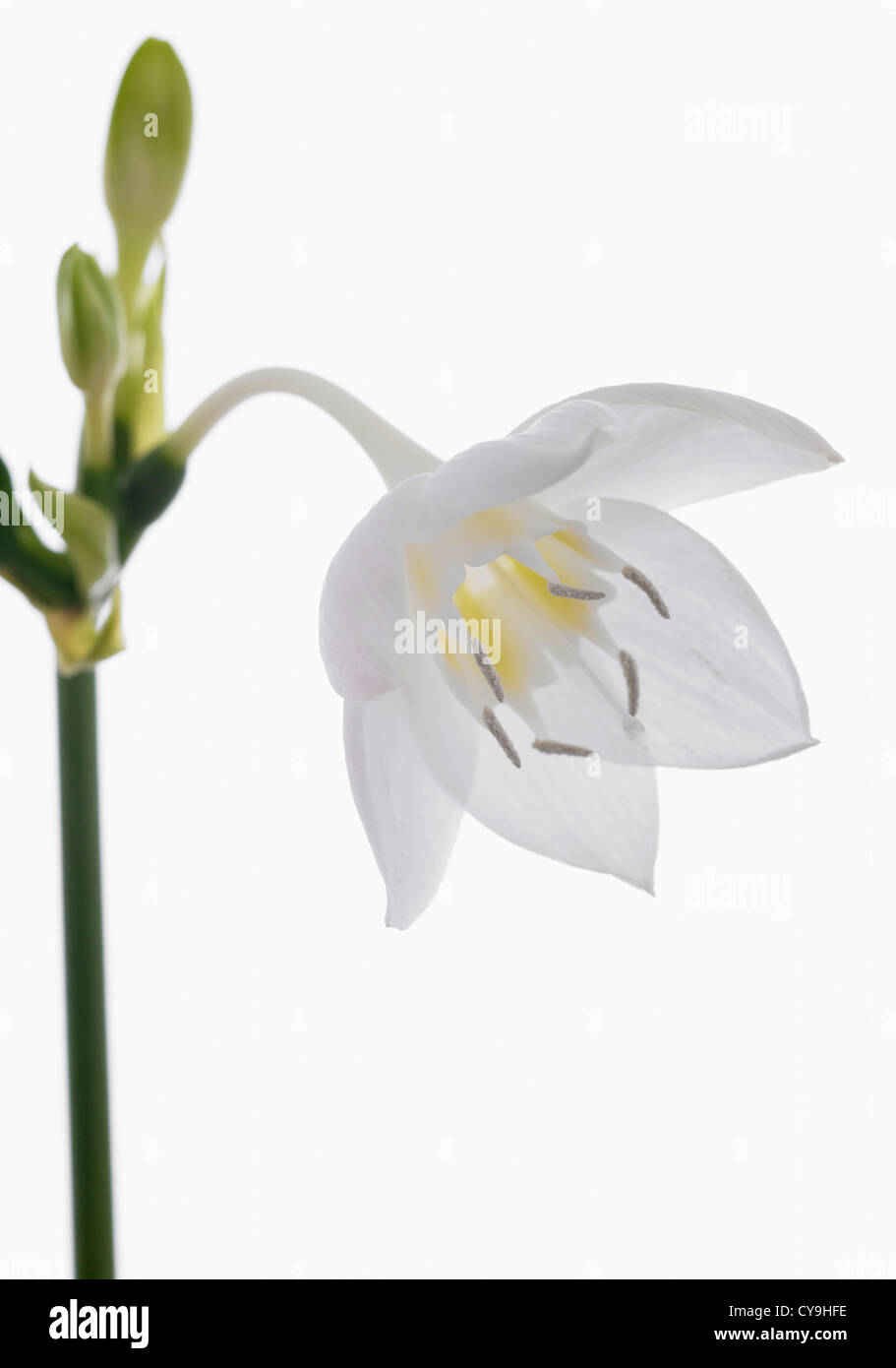 Eucharis amazonica, Amazon lily. Single backlit flower on a stem with buds against a white background Stock Photo