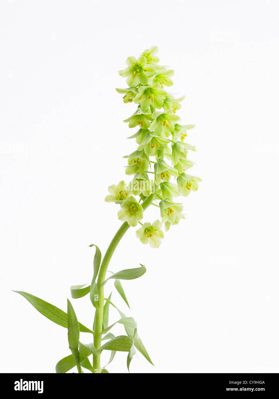 Fritillaria persica 'Ivory Bells', Fritillary. Flowering single stem with white bell shaped flowers against a white background. Stock Photo