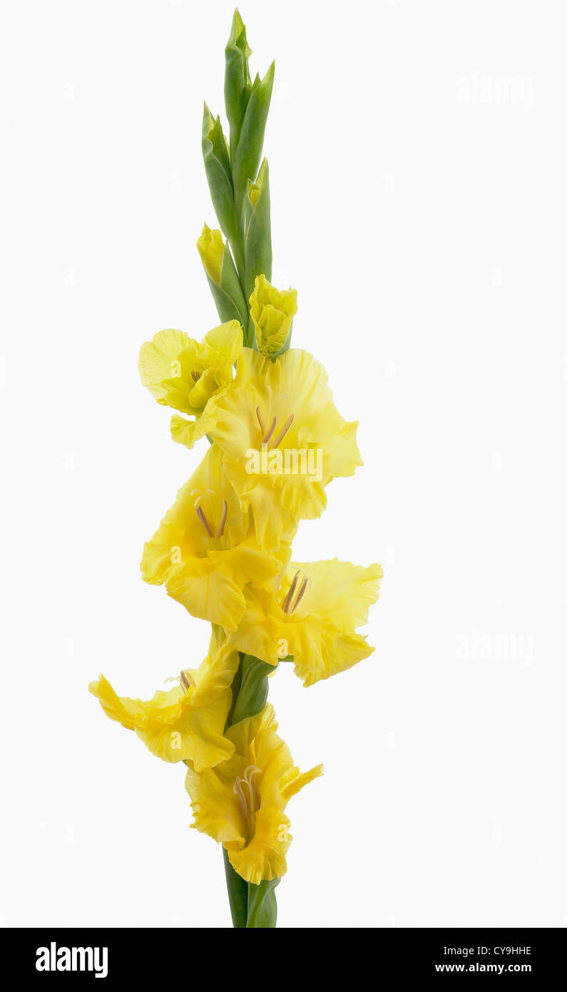 Single stem of yellow flowering gladiola, Gladiolus 'Lemon Drop