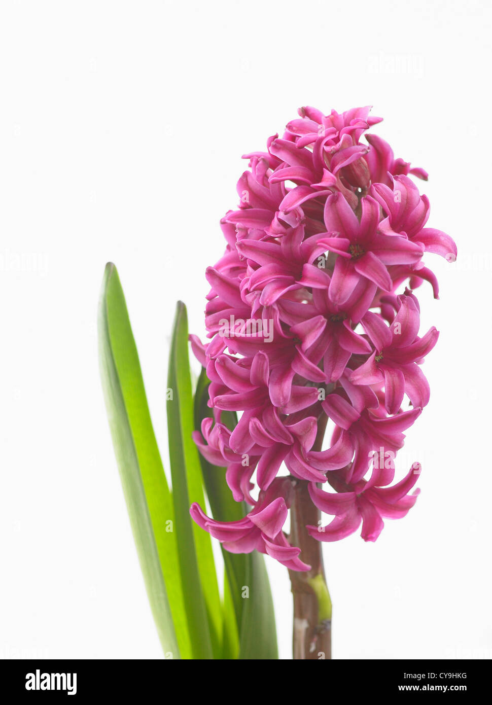 Single pink flowering stem of Hyacinthus orientalis 'Woodstock', Hyacinth, against a white background, Stock Photo