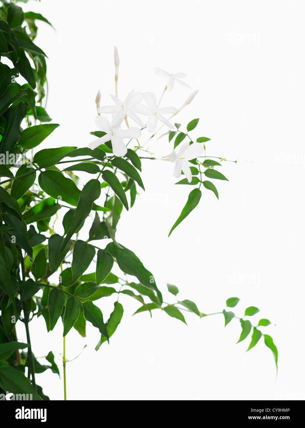 Jasmine leaves hires stock photography and images Alamy