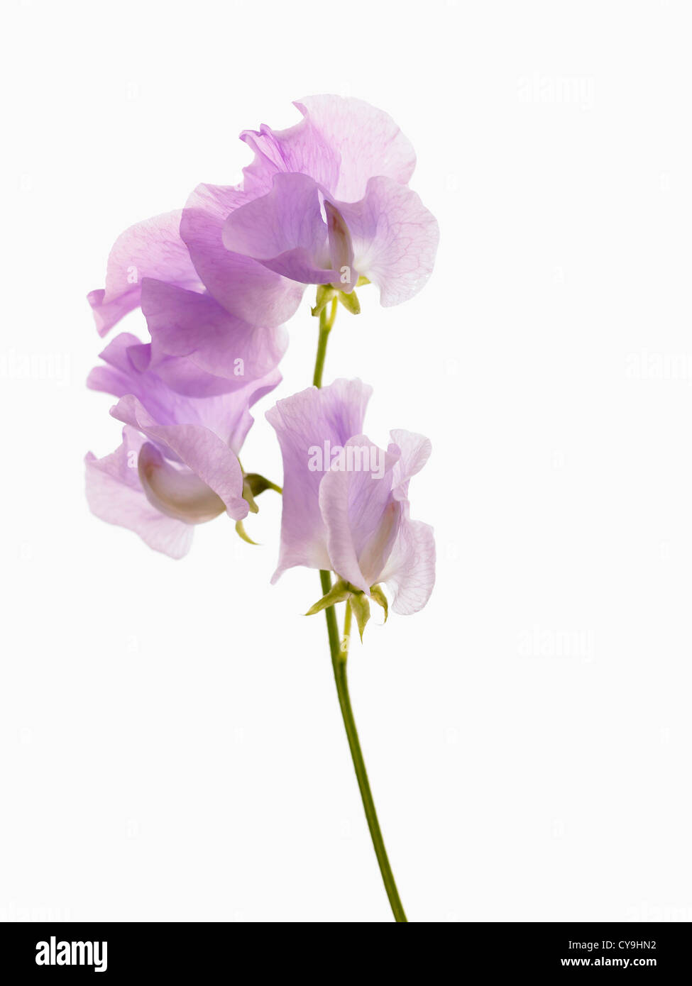 Lathyrus odoratus, Sweet pea. Stem with light purple flowers against a white background Stock Photo