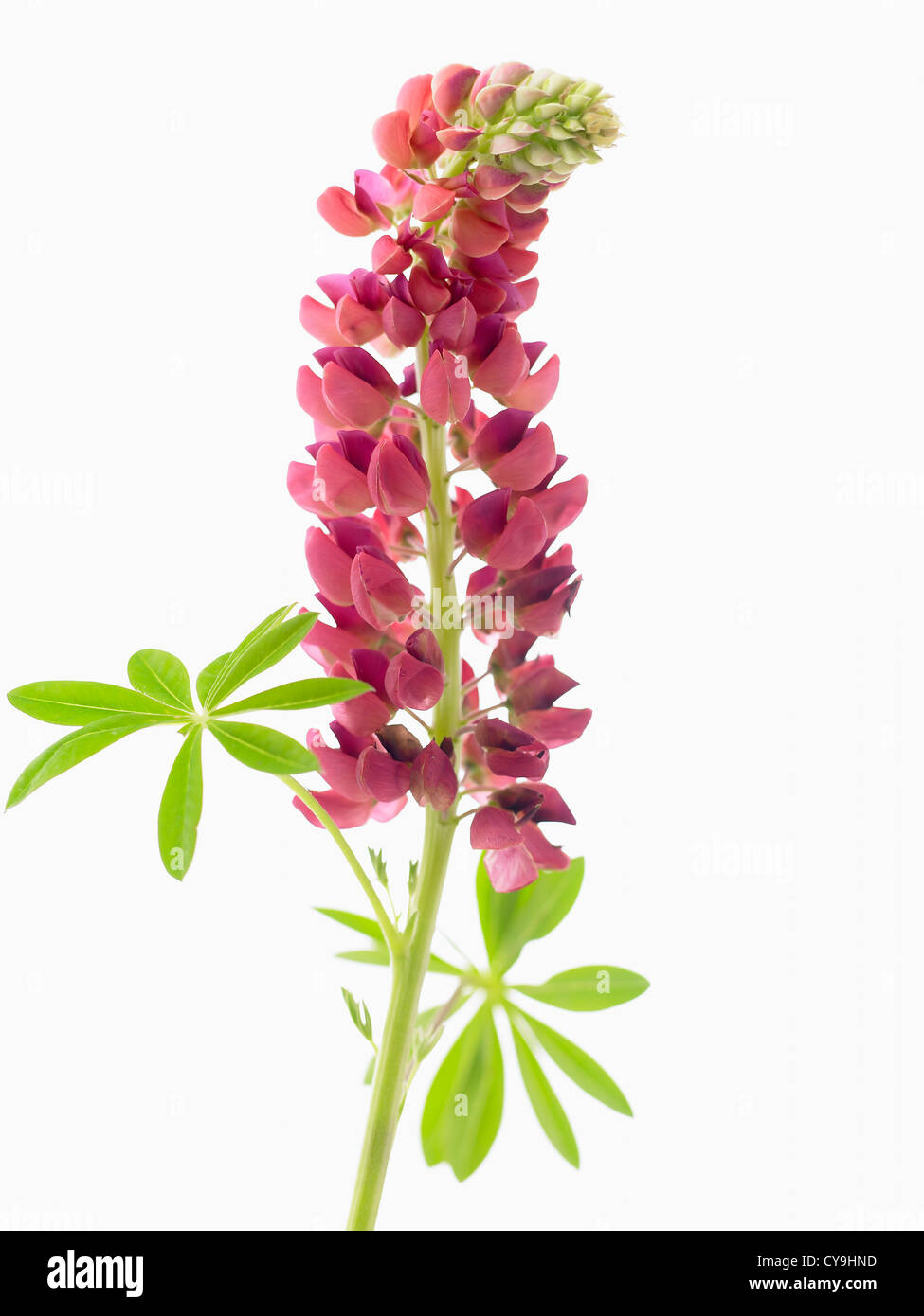 Lupinus polyphyllus, Lupin. Stem with purple red flowers against a white background Stock Photo