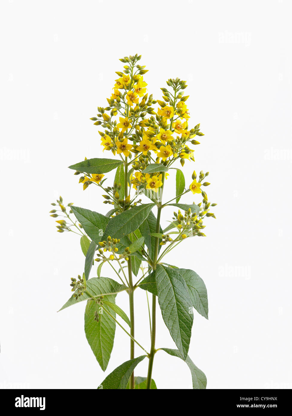Lysimachia vulgaris, Yellow loosestrife flowers on tall stems against a white background Stock Photo