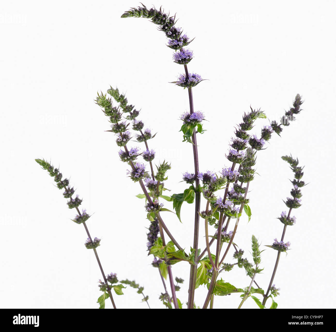 Mentha spicata 'Purple Sensation', Spearmint. Purple flowering stems of the garden herb against a white background Stock Photo