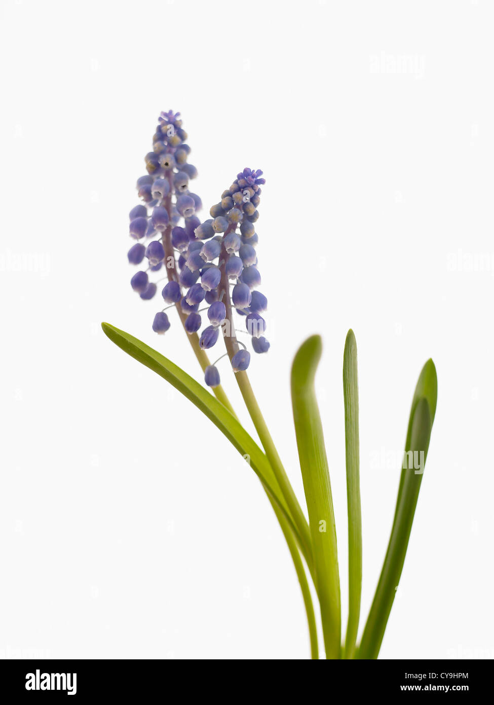 Double hyacinth Cut Out Stock Images & Pictures - Alamy