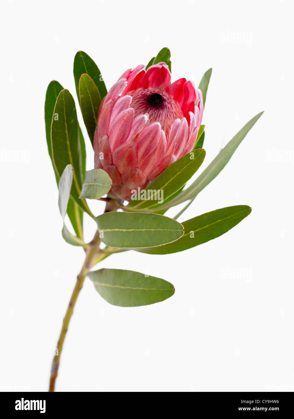 Protea neriifolia x susannae, Pink ice. Single flower on leafy stem against a white background. Stock Photo