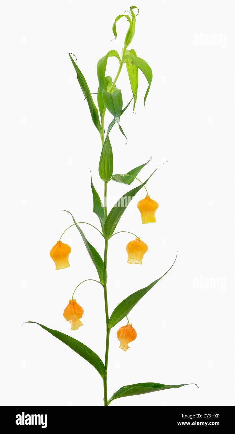 Sandersonia aurantiaca, Christmas bells, Yellow flowers on long stem against a white background Stock Photo