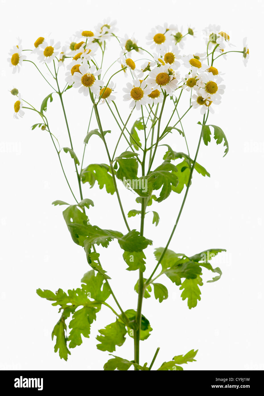Tanacetum parthenium, Feverfew yellow flowers on green leafy stems against a white background Stock Photo