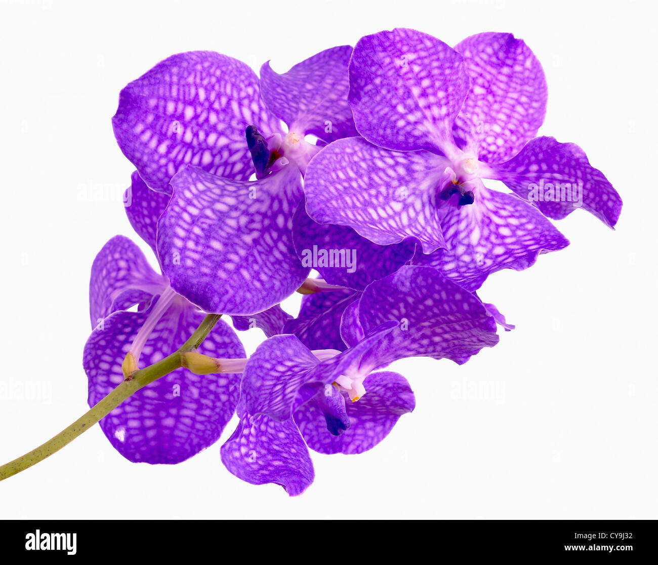 Ascocenda cultivar, Vanda orchid, Purple flowers against  White background. Stock Photo