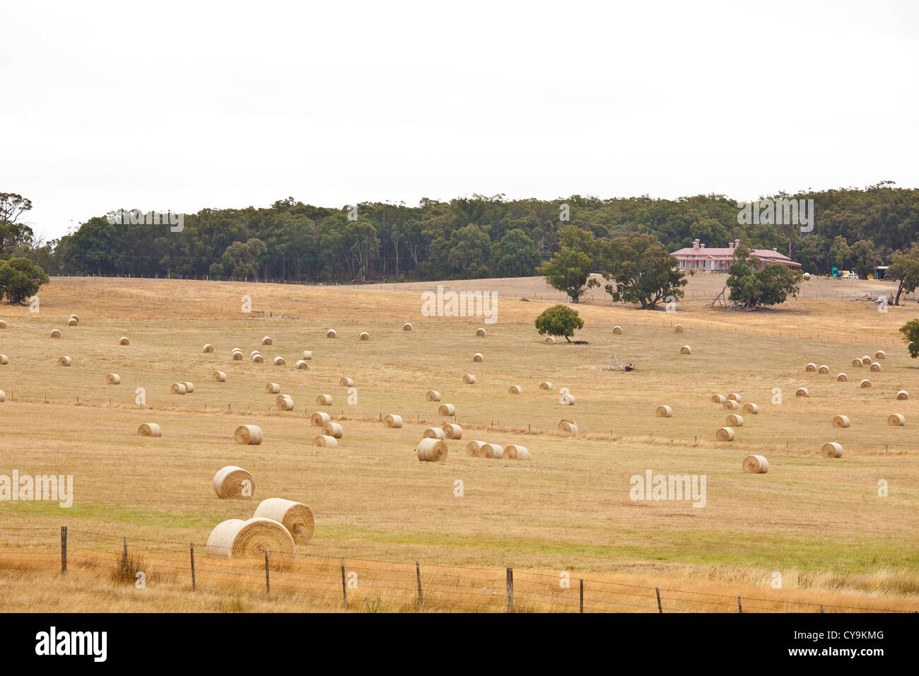 Australian farm  near Ballarat Melbourne Victoria Australia. The yellow grass of drought riden ozzy farms Stock Photo