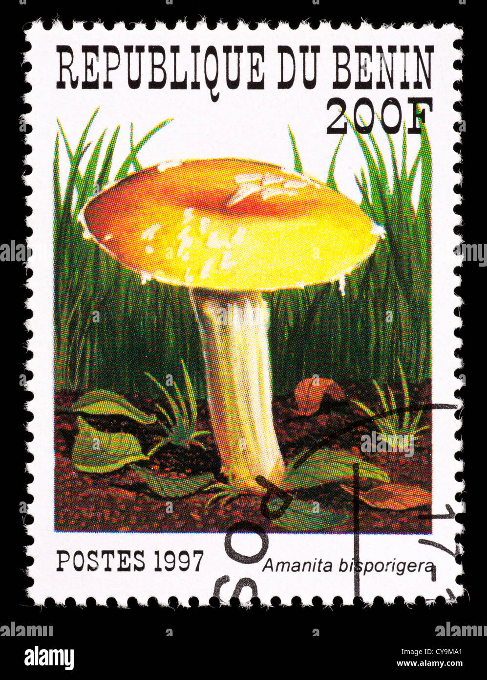 Postage stamp from Benin depicting a mushroom American destroying angel   mushroom (Amanita bisporigera) Stock Photo