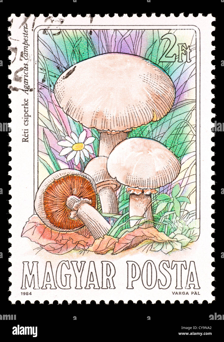 Postage stamp from Hungary depicting common meadow mushroom (Agarirus campester) Stock Photo