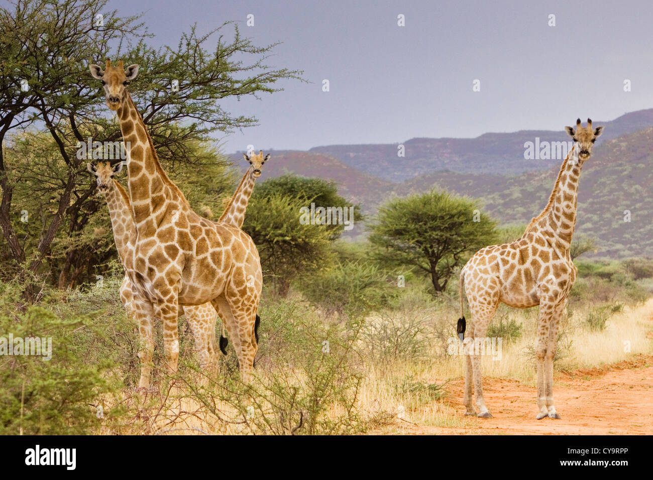 Giraffe keeping a watchful eye in the Okonjima game reserve Stock Photo