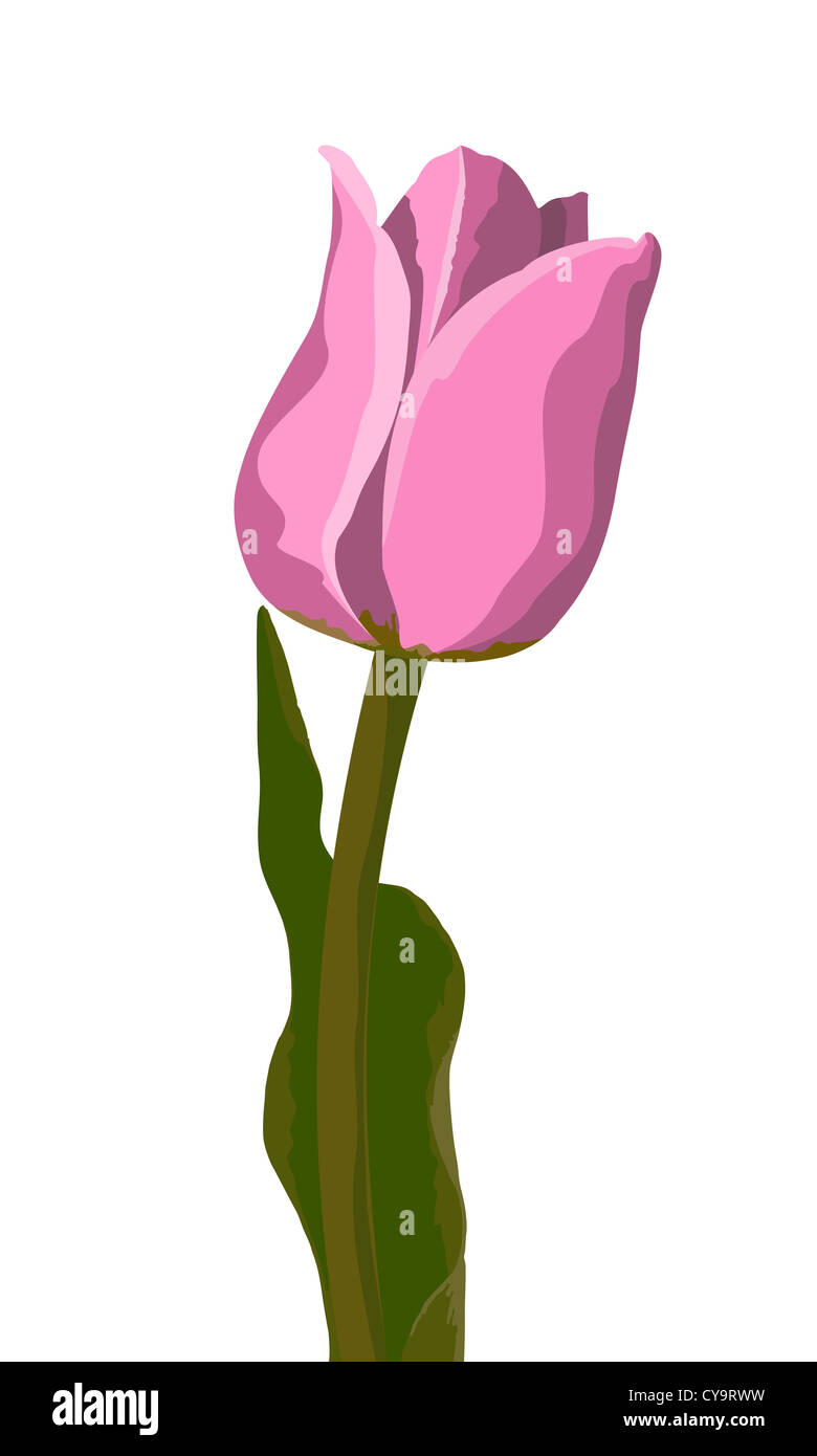 Pink tulip isolated on white background Stock Photo - Alamy