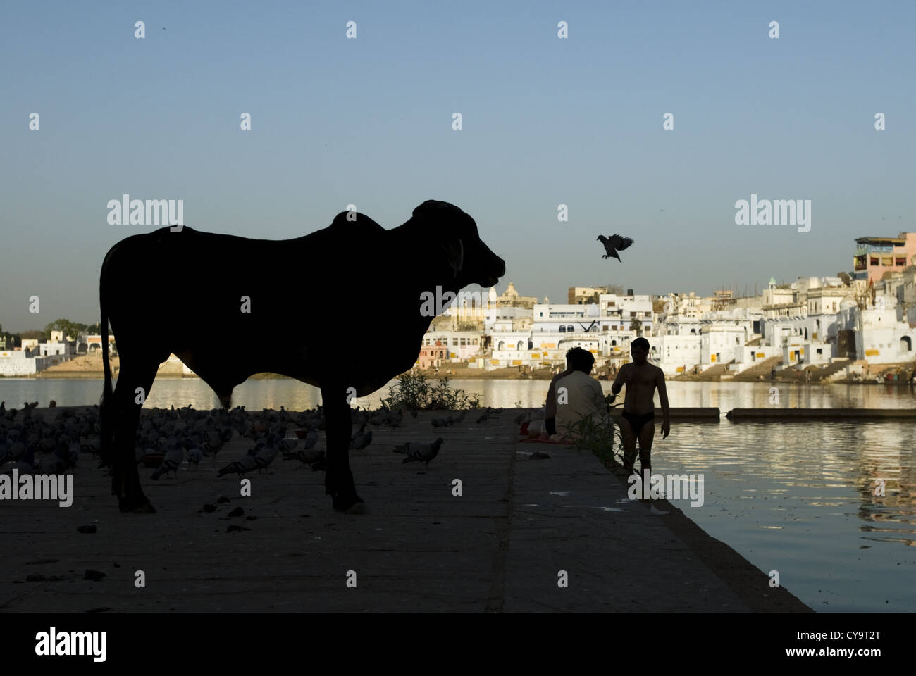 A bird hovers near an Indian sacred cow that is silhouetted against the early morning light in Pushkar, Rajasthan, India Stock Photo
