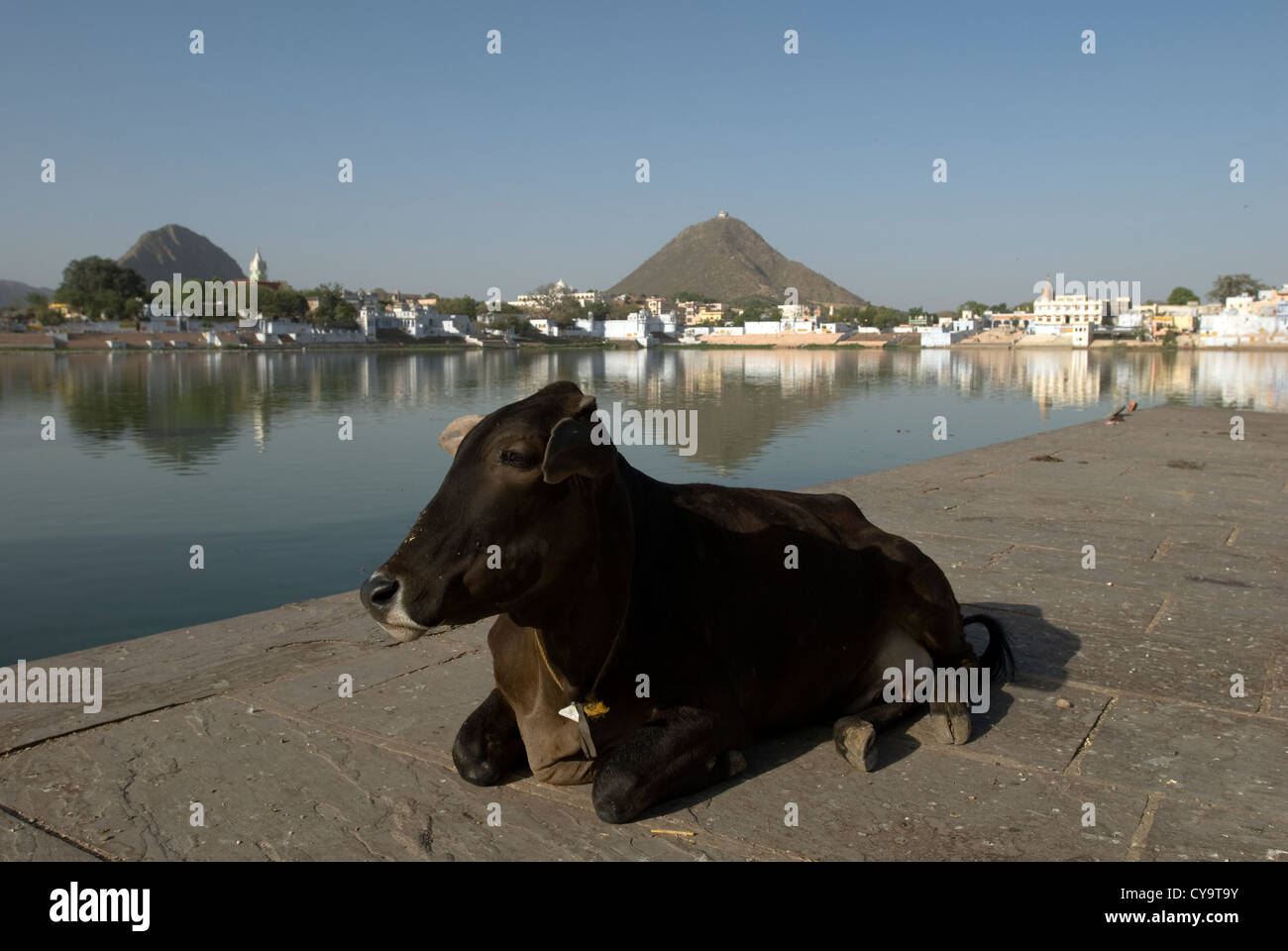 An Indian sacred cow rests on the shores of Puskar's holy lake. Pushkar, Rajasthan, India Stock Photo