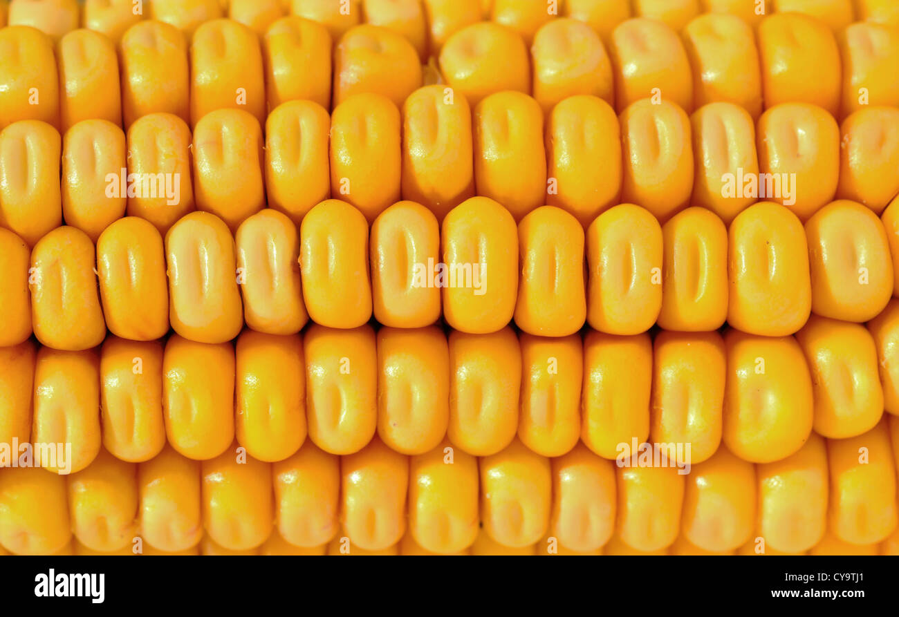 closeup of the yellow corn kernels Stock Photo