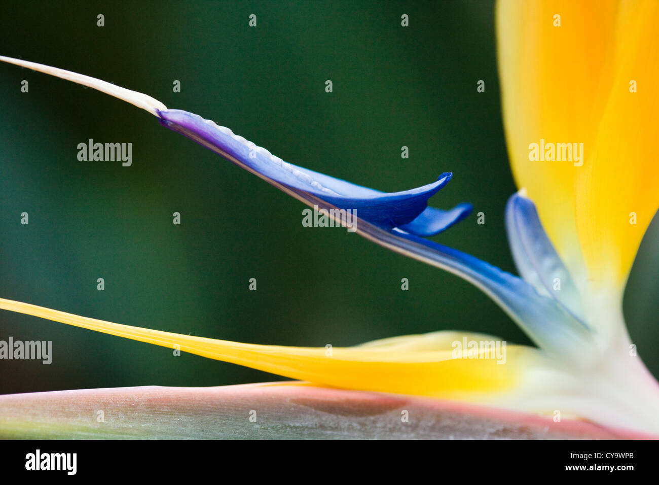 Bird of Paradise flower, Strelitzia reginae 'Kirstenbosch Gold'. Stock Photo