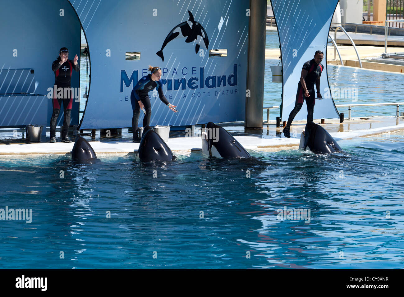 Editorial ** Antibes, France - May 3, 2012: Marineland whale trainers working with killer whales. Stock Photo