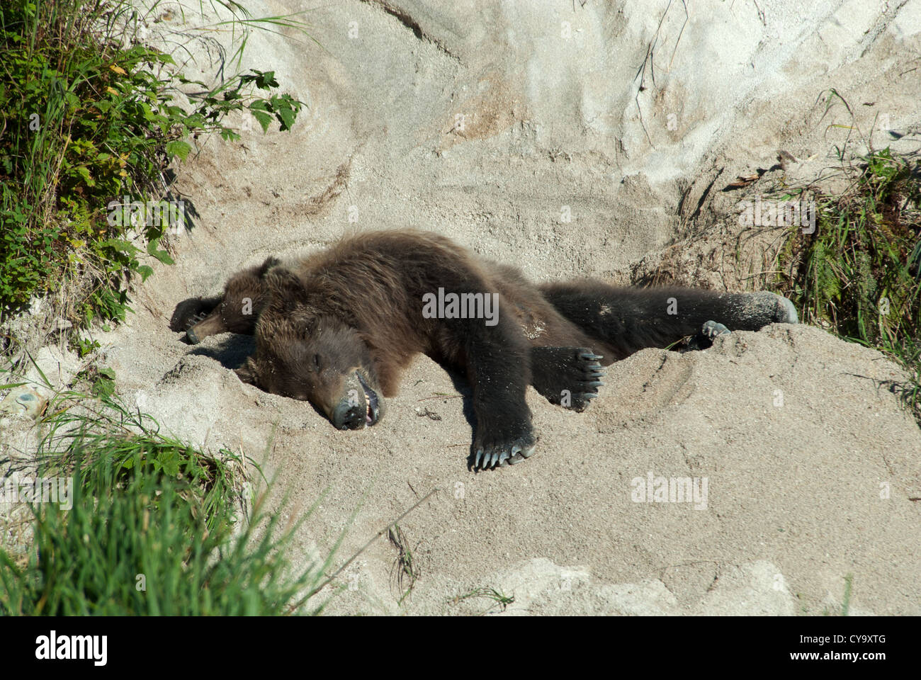 Brownbear sow with cub sleeping in day bed dug out on a sand hillside. Kinak Bay, Katmai NP. Alaska Stock Photo