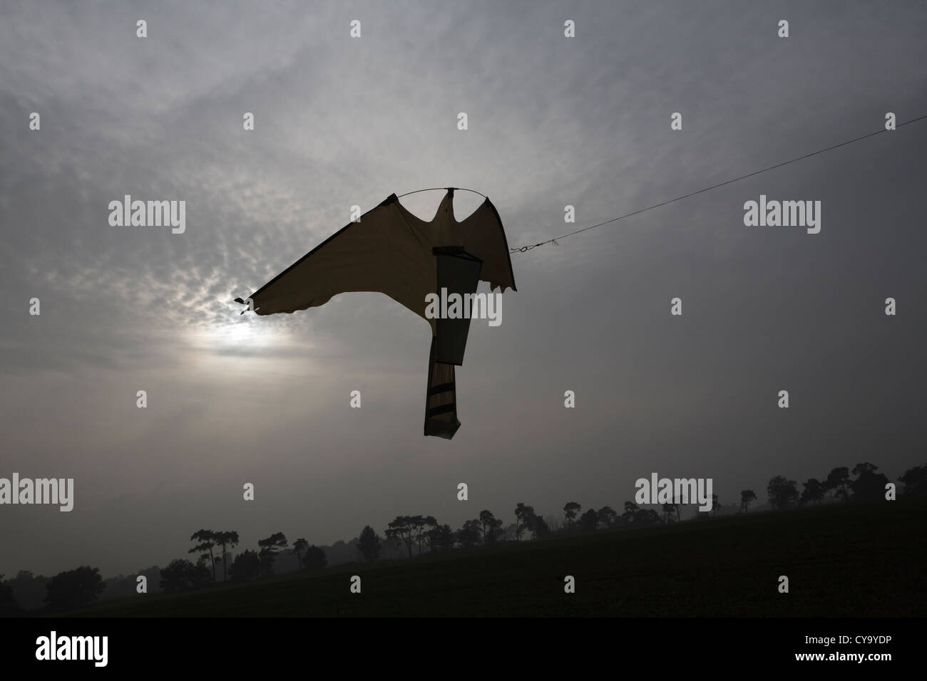 Kite bird of prey scarer flying over field Stock Photo