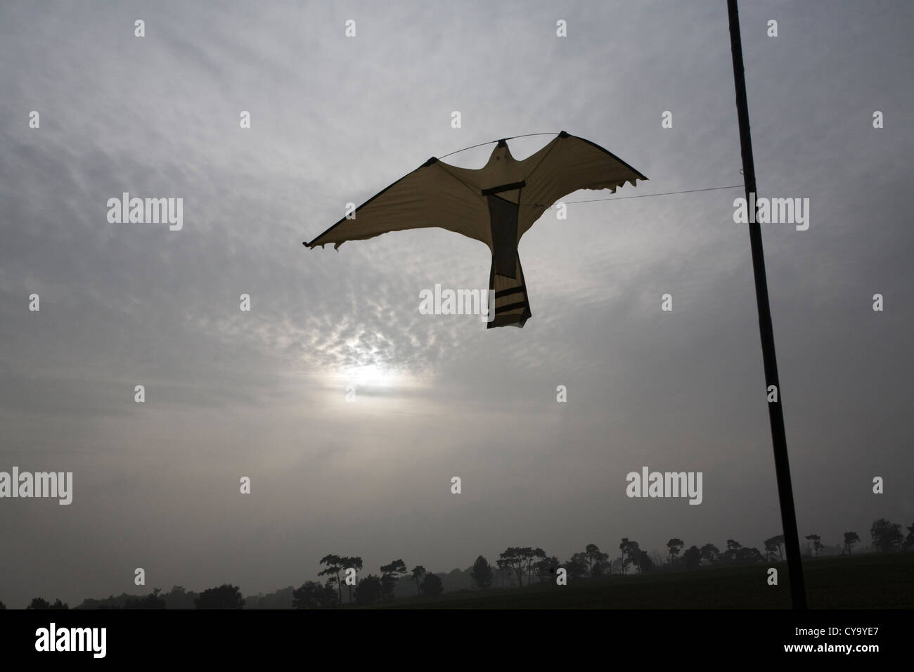 Kite bird of prey scarer flying over field Stock Photo