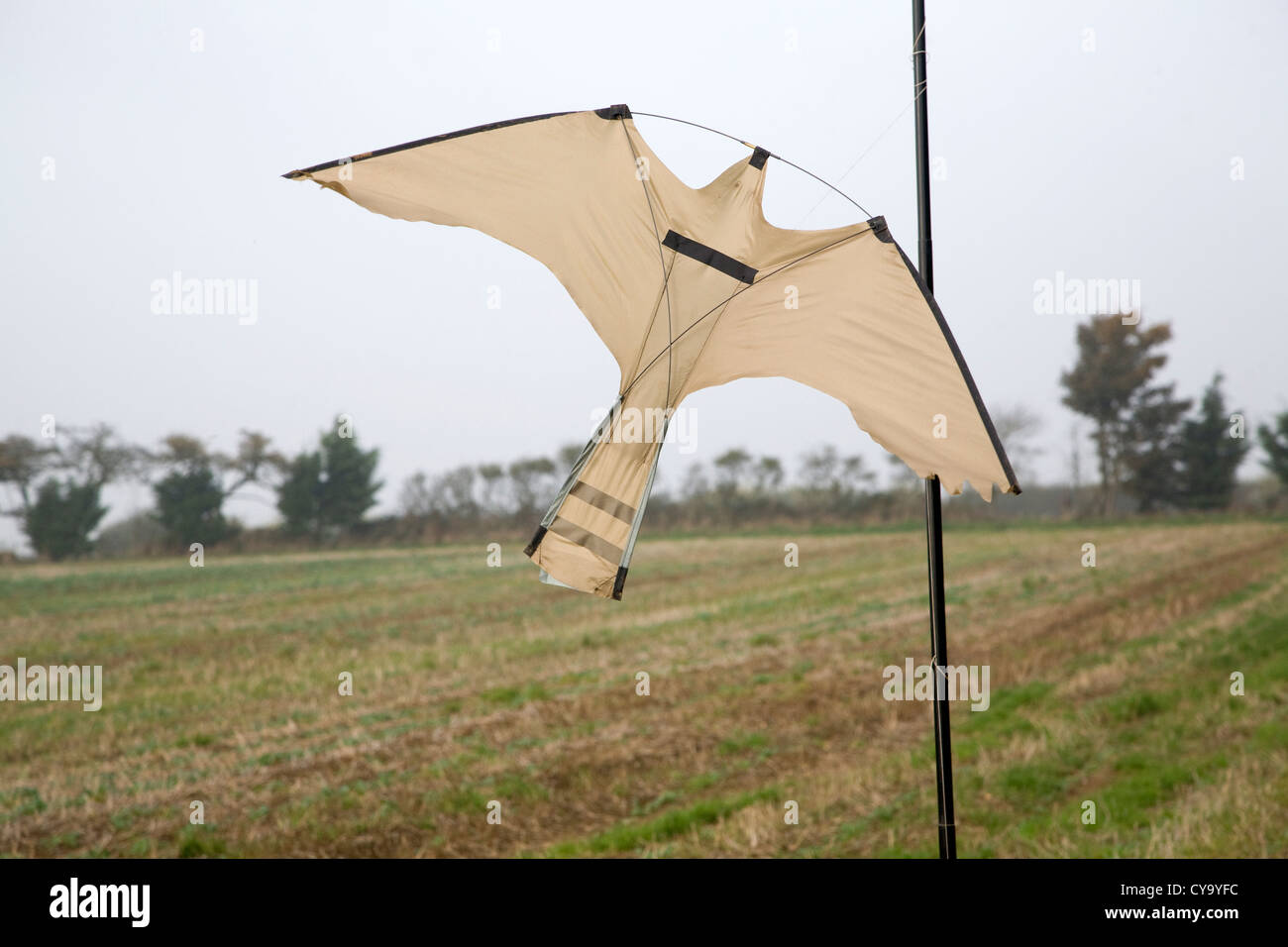 Kite bird of prey scarer flying over field Stock Photo