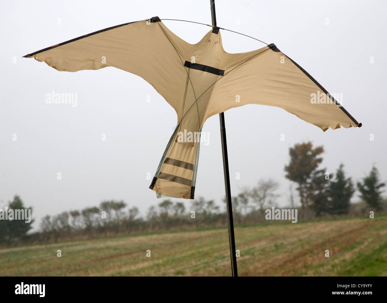 Kite bird of prey scarer flying over field Stock Photo