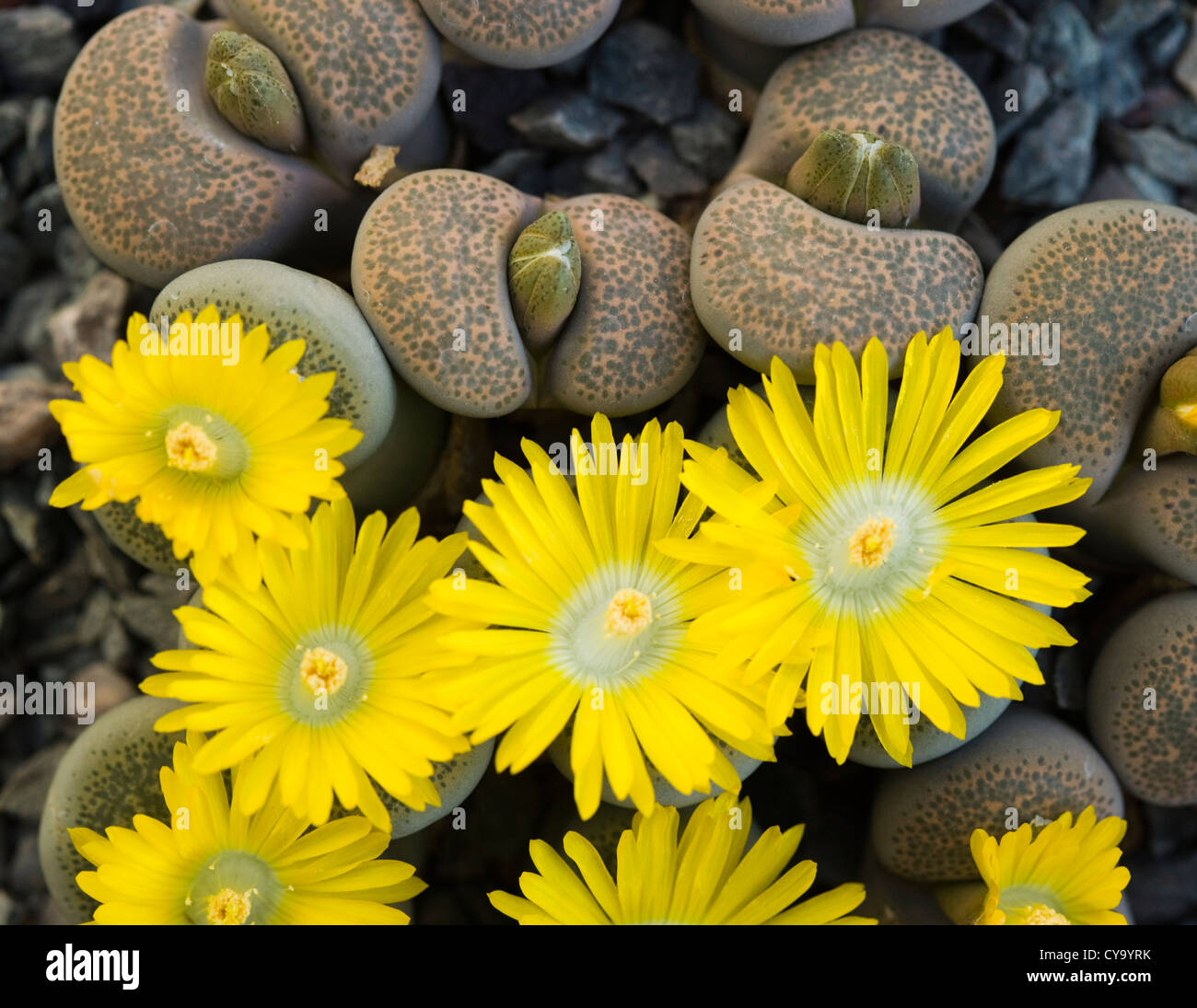 Lithops localis, 'living stones'. UK greenhouse. Stock Photo
