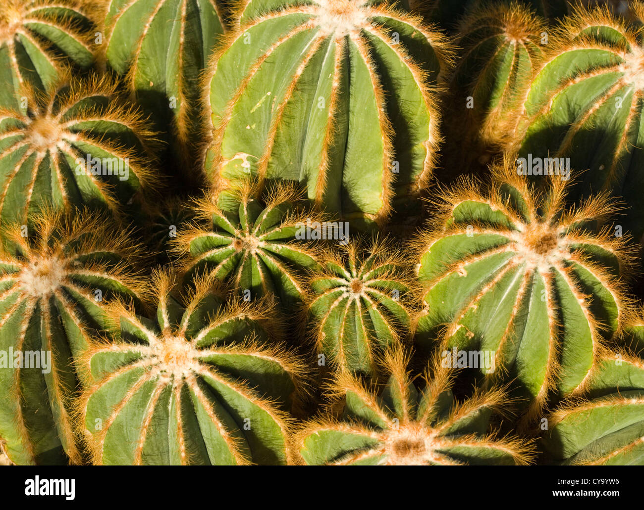 Cactus, Parodia magnifica. UK greenhouse. Stock Photo